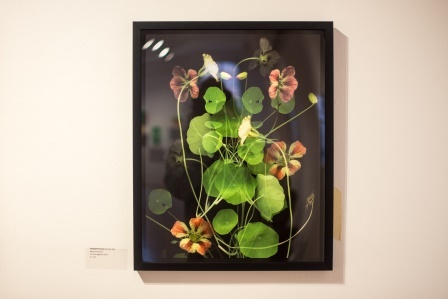 Nasturtium Op. 3 by Elizabeth Panzer, $1250