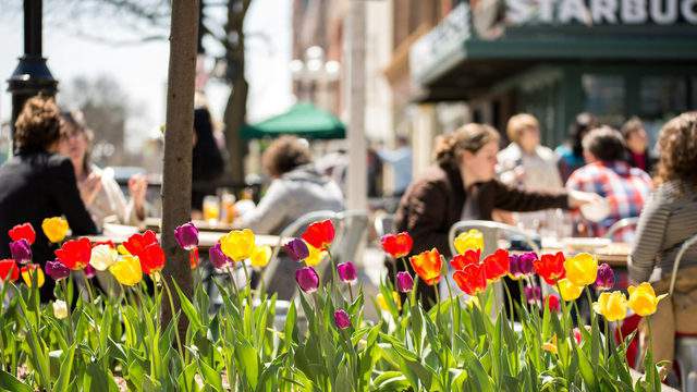 Ann Arbor Bloom Fest to take place virtually from May 16 to 23