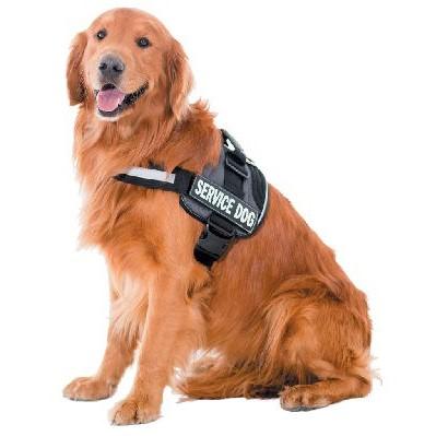 Image of a Golden Retriever Service Dog accommodation.