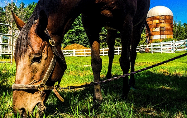 Intro to Smartphone Photography